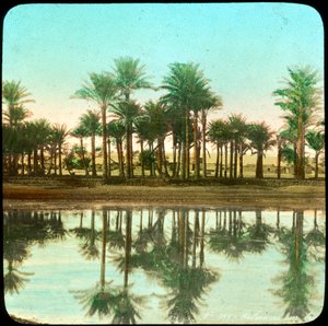Palmen, die sich im Wasser spiegeln, Indien, späte 19. oder frühe 20. Jahrhundert