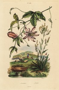 Passionsblume, Passiflora uraniae 1, und Färberwaid, Isatis tinctoria 2
