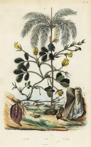 Erdnuss- oder Erdnusspflanze, Arachis hypogaea 1, Betelnusspalme, Areca catechu 2, und Muschel Arca semi-torta, Trisidos semitorta 3