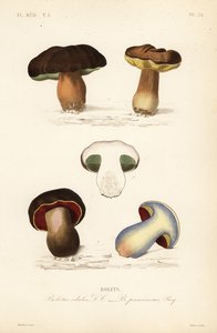 Steinpilz, Boletus edulis, und der Satansröhrling, Suillellus luridus von Unbekannt