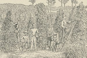 Pfefferplantage, 1924 von Unbekannt