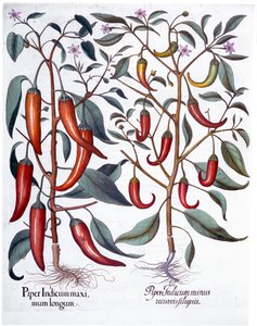 Paprika, 1613
