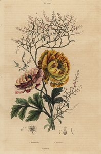 Persischer Hahnenfuß, Ranunculus asiaticus 1, und Chinesischer Indigo, Persicaria tinctoria 2. Renoncule, Renouee von Unbekannt