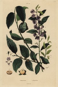 Kaki, Diospyros kaki 1, und Baumhovea oder Karri-Blauer Busch, Hovea elliptica Platychilum celsianum 2. Plaqueminier, Platychilier von Unbekannt