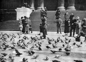Tauben auf dem Trafalgar Square, London