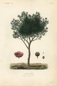 Kretische Zistrose, Cistus creticus