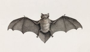 Pipitrelle-Fledermaus, Fledermäuse in Ägypten