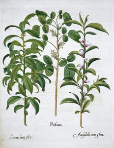 Pistaziennuss, Lorbeerbaum Laurus Nobilis und Mandel, 1613
