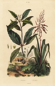 Pitcairnia bifrons und Viktorianischer Buchsbaum, Pittosporum undulatum von Unbekannt