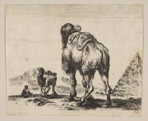Tafel 18: Kamel von hinten gesehen mit Pyramide rechts, aus Verschiedene Tiere, nach 1641 von Unbekannt