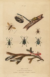 Polistes gallicus, Papierwespe und Nest, Blauer Rüsselkäfer, Eupholus schoenherri, Wurzelrüsselkäfer, Diaprepes abbreviatus, Polycera-Nacktschnecken, Ancula gibbosa, Atlantische Ancula, auf Seetang