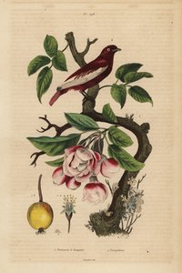Pompadour-Kotinga, Xipholena punicea, auf einem Apfelbaum, Malus pumila, Frucht, Blüte