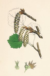 Populus tremula. Espe, 19. Jahrhundert von Unbekannt