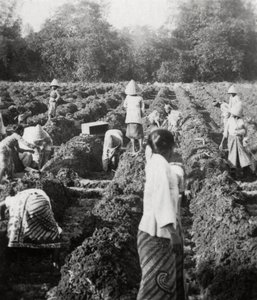 Vorbereitung der Bewässerungskanäle auf einer Zuckerplantage, Java, Niederländisch-Ostindien, 1927 von Unbekannt