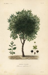 Purgier-Kreuzdorn, Rhamnus cathartica