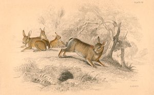 Kaninchen Oryctolagus cuniculus, 1828 von Unbekannt