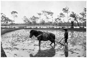 Reisfeld harken, Japan, 1904