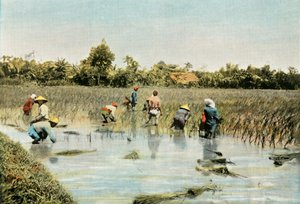 Recolte Du Riz, Reisernte, 1900 von Unbekannt