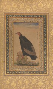 Rotkopfgeier, Folio aus dem Shah Jahan Album, recto und verso: frühes 19. Jahrhundert