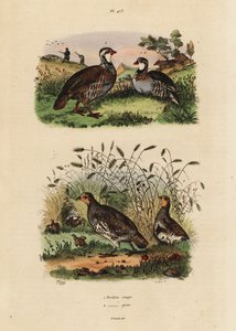 Rothuhn, Lectures rufa, und Rebhuhn, Perdix perdix