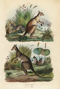 Rotes Känguru, Macropus rufus 1, Östliches Graues Känguru, Macropus giganteus 2, und Dunkles Wallaby, Thylogale brunii 3