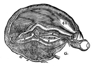 Rene Descartes Diagramm des menschlichen Gehirns und Auges, 1692