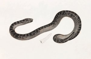 Reptilien: Eine Schlange aus Delta Buch: 