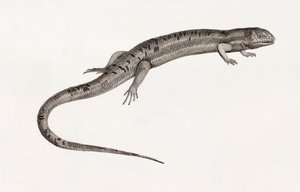 Reptilien: gigantische Anolis von Unbekannt