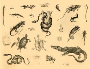 Reptilien, um 1910