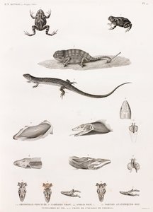 Reptilien: Serie von Illustrationen von Reptilien von Unbekannt
