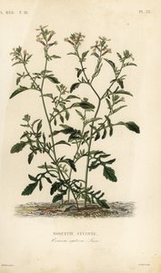 Rucola von Unbekannt