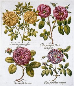 Rosen, 1613