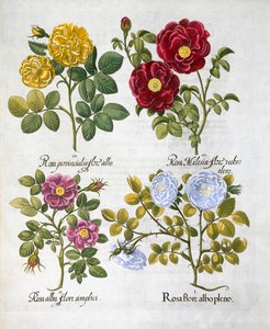 Rosen, 1613