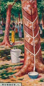 Gummi, 1. Anzapfen der Bäume, Ceylon, 1928