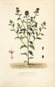Färberdistel
