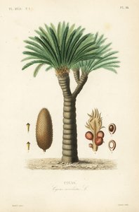 Sagopalmfarn, Cycas revoluta