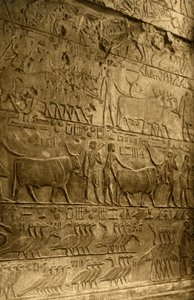 Saqqara - Grab des Ptahotep - Wanddekoration von Unbekannt