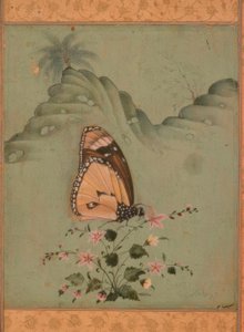 Schmetterling (Indische Miniatur, 17. Jh.)