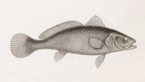 Sciene Corb, Nahaufnahme von Unbekannt