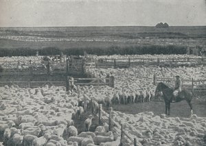 Schafställe in Australien, 1910