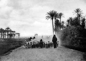 Schafe hüten in der Nähe von Kairo, Ägypten