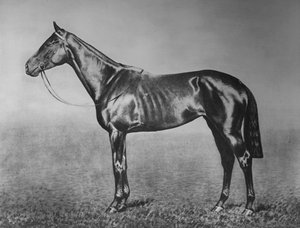 Signorinetta, 1905-1928, 1911 von Unbekannt