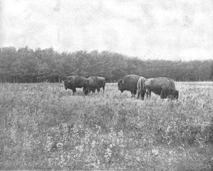 Silver Heights, Winnipeg, Kanada, ca. 1900