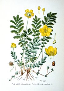 Gänsefingerkraut, 1893 von Unbekannt
