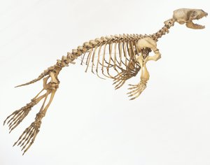 Skelett einer Hafenrobbe (Phoca vitulina) 