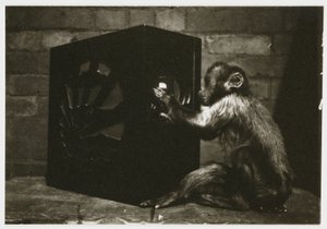 Kleiner Affe spielt mit den Knöpfen eines Radios, aufgenommen von einem unbekannten Fotografen um 1935