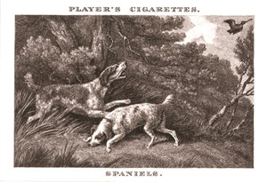 Spaniels, 1924 von Unbekannt
