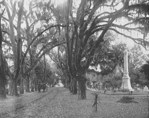 Spanisches Moos auf Lebenseichen, Savannah, Georgia, USA, um 1900
