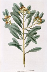 Zweig von weißem Zimt Canella alba, 1823 von Unbekannt