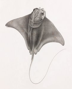 Stachelrochen (Nahaufnahme von oben)